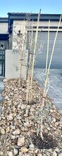 64 Lake Oasis St in Henderson, NV - Building Photo - Building Photo