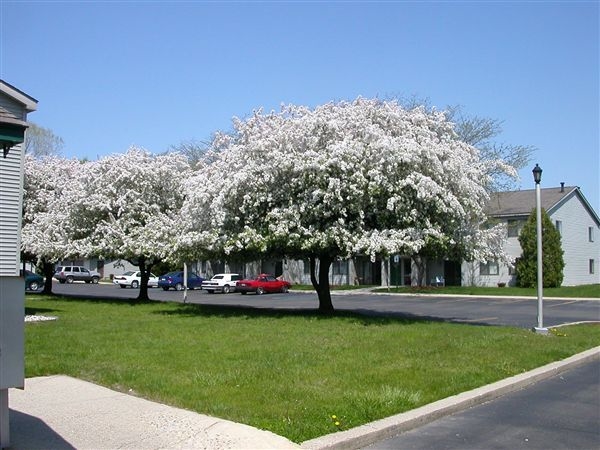 Walnut Acres Apartments in Corunna, MI - Foto de edificio