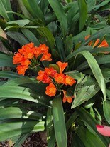 35640 Capitola Ct in Wildomar, CA - Building Photo