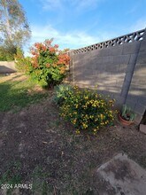 1341 W Shannon St in Chandler, AZ - Building Photo - Building Photo