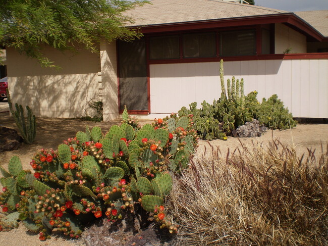 3705 S Terrace Rd, Unit Ensuite in Tempe, AZ - Building Photo - Building Photo