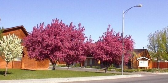 Sage West Village in Elko, NV - Building Photo