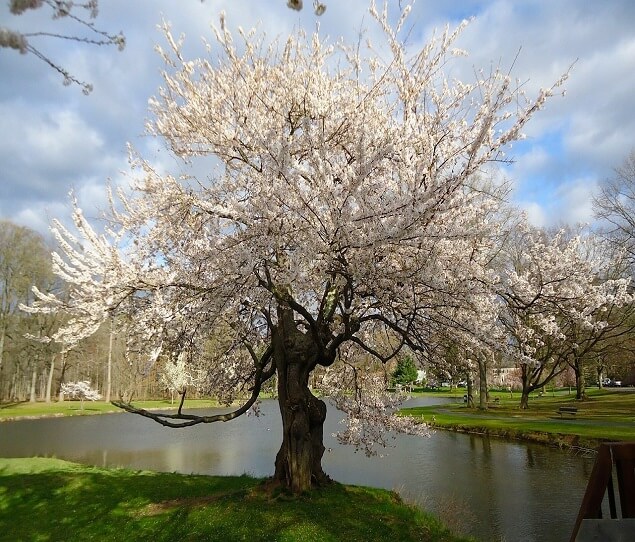 Apartamentos Alquiler en Downtown Spring Valley, NY