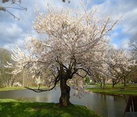 Apartamentos en Spring Valley, NY