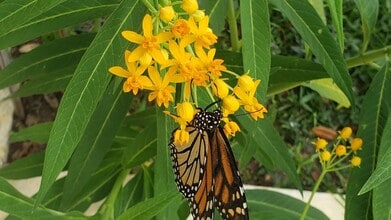 486 Pinewood St in Ormond Beach, FL - Building Photo - Building Photo