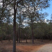 282 Texas Oak Dr in Cedar Creek, TX - Building Photo - Building Photo