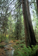 1114 Pawnee Ln, Unit Black Swan in Mount Vernon, WA - Building Photo - Building Photo