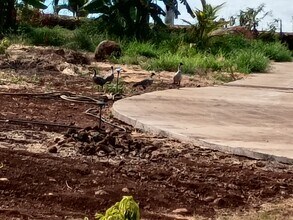 257 Hokiokio Pl in Lahaina, HI - Building Photo - Building Photo