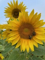 1205 Steenrod Ave in Wheeling, WV - Building Photo