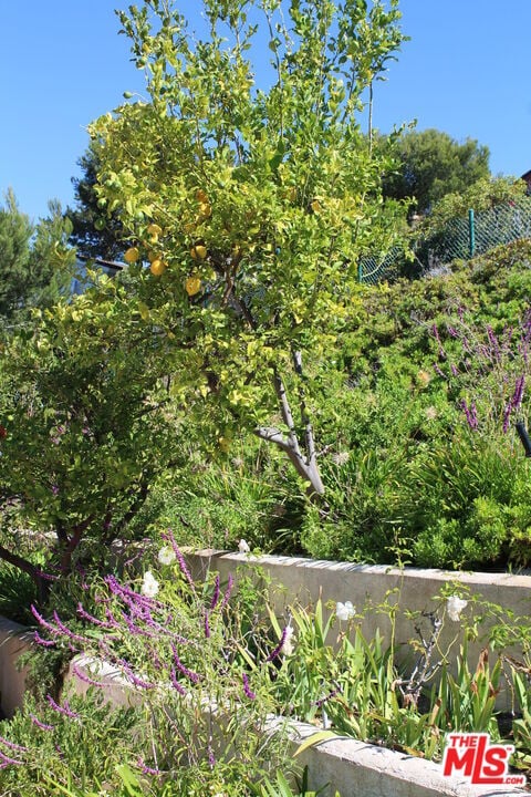6236 Trancas Canyon Rd in Malibu, CA - Building Photo - Building Photo