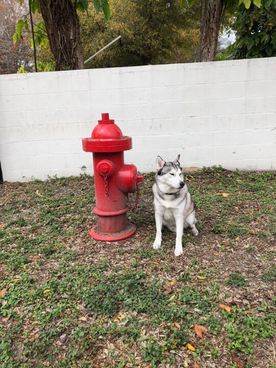 115 S Lois Ave in Tampa, FL - Building Photo