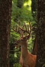 304 Sunset Ct in Jasper, GA - Building Photo - Building Photo