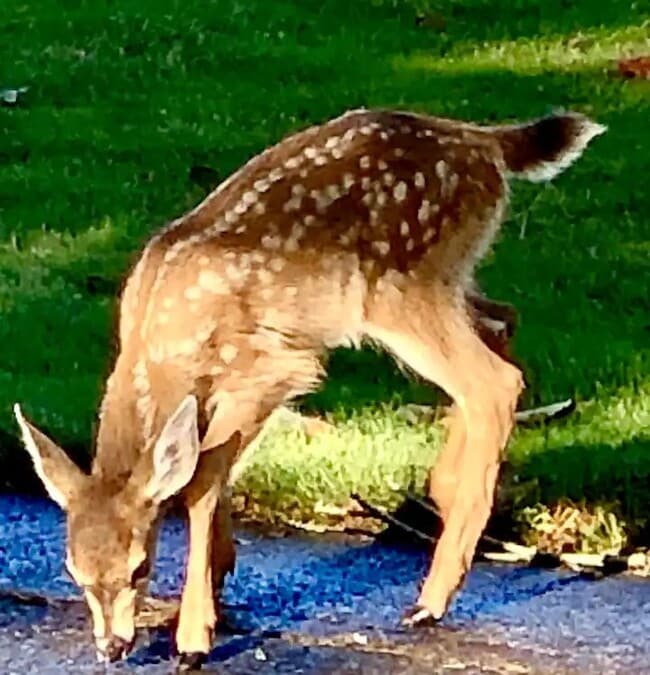 property at 387 Aldridge Dr N