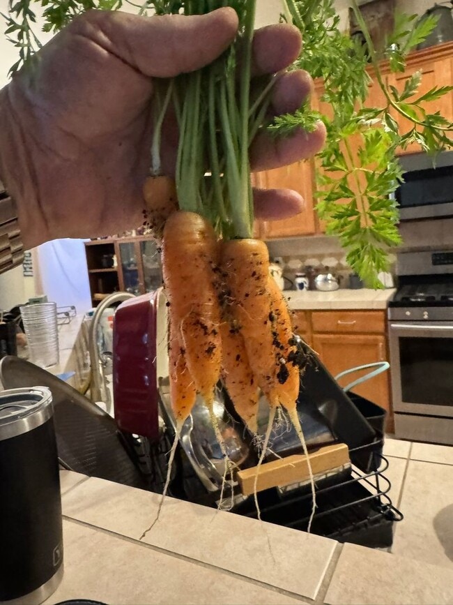 317 Phyllis Dr in Bullhead City, AZ - Building Photo - Building Photo