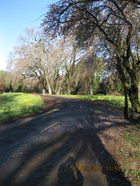 Ironwood Condominiums in Vacaville, CA - Building Photo - Building Photo