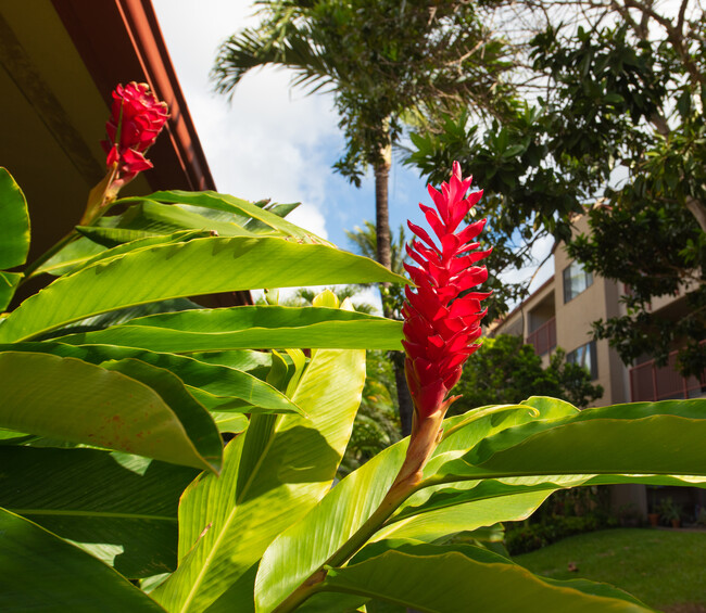 Sunset Terrace in Lahaina, HI - Building Photo - Building Photo