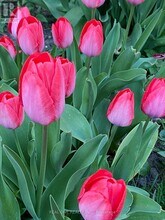 22 Princeway Dr in Toronto, ON - Building Photo - Building Photo