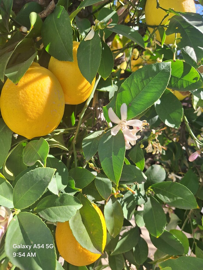 14597 Cochiti Dr in Moreno Valley, CA - Building Photo - Building Photo