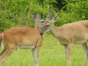 269 Wood Fern Dr in Cleveland, TX - Building Photo - Building Photo