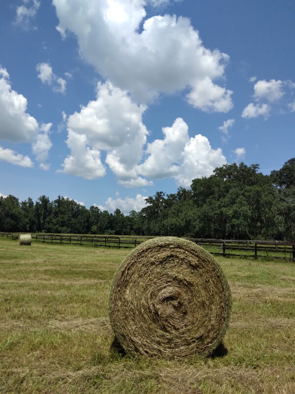 8035 NW 120th St in Reddick, FL - Foto de edificio - Building Photo