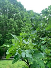 1157 Woodwinds Dr in Waxhaw, NC - Building Photo - Building Photo