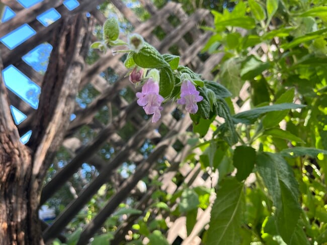 23321 Ida Pl in Chatsworth, CA - Building Photo - Building Photo