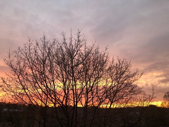 318 Tappan St in Brookline, MA - Building Photo - Building Photo