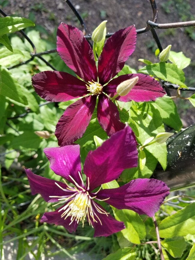 1248 16th St NE in Washington, DC - Building Photo - Building Photo