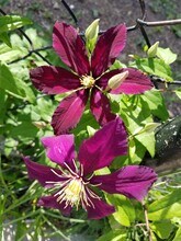 1248 16th St NE in Washington, DC - Building Photo - Building Photo