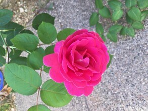 2732 W Florimond Rd in Phoenix, AZ - Building Photo - Building Photo