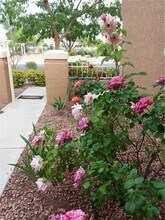 2741 Sungold Dr in Las Vegas, NV - Building Photo - Building Photo