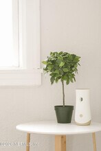 212 Oak St in Neptune Beach, FL - Building Photo - Building Photo