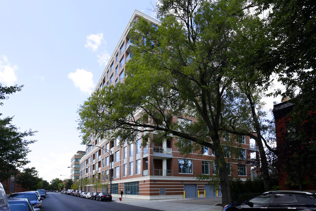 Webster Square Condominiums in Chicago, IL - Building Photo - Building Photo