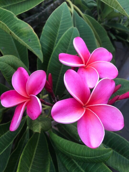 840 W 168th St, Unit #B in Gardena, CA - Building Photo