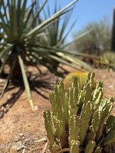 12323 E Appaloosa Pl in Scottsdale, AZ - Building Photo - Building Photo