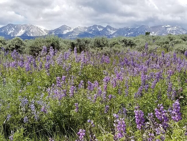 211 Great Escape Rd in Wilsall, MT - Building Photo - Building Photo