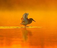 Lake Jasmine