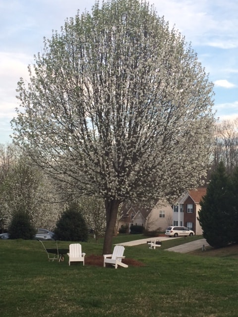 property at 117 Summerwood Pl