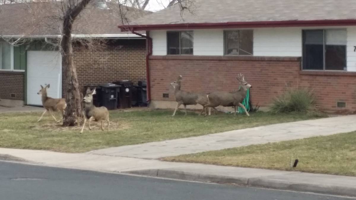 760 33rd St in Boulder, CO - Foto de edificio