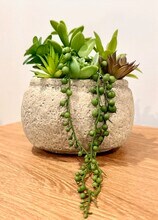 508 Light Oak Way in Apex, NC - Building Photo - Building Photo