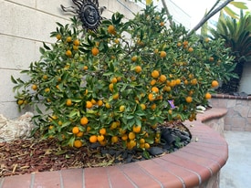 8923 Grandville Cir in Westminster, CA - Building Photo