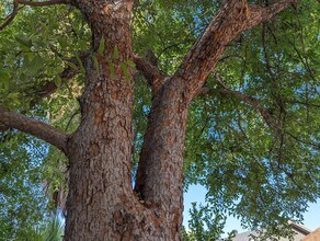 2035 E Cornell Dr in Tempe, AZ - Building Photo - Building Photo