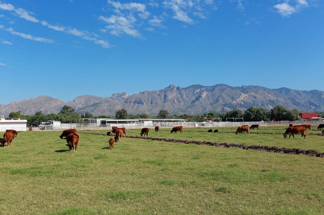 Apartments for rent in Campus Farm, AZ
