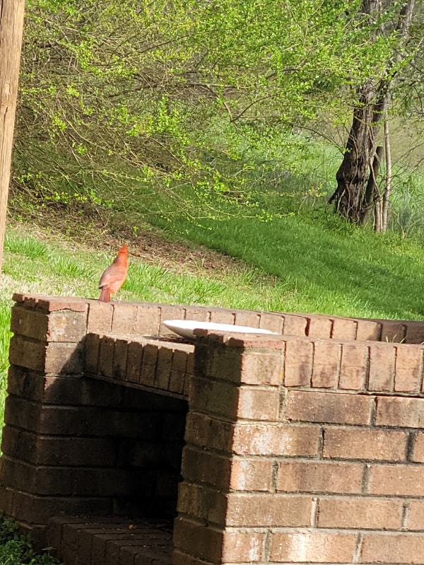 885 Rural Hall-Germanton Rd in Rural Hall, NC - Building Photo - Building Photo