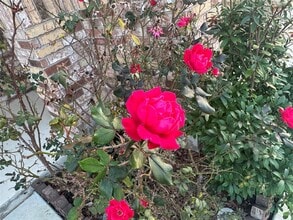 4433 Venticano Pl in Round Rock, TX - Building Photo - Building Photo