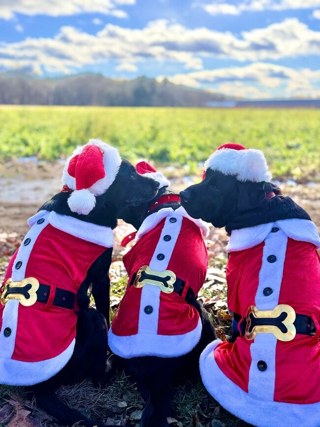 property at 3675 Clay Pond Rd