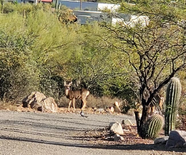 property at 4000 W Ajo Hwy