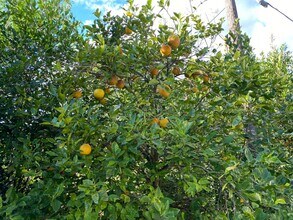 1546 Falmouth Ave in Deltona, FL - Building Photo - Building Photo