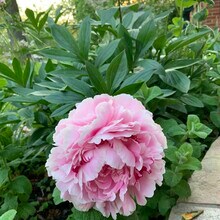 5208 Heming Ave in Springfield, VA - Building Photo - Building Photo