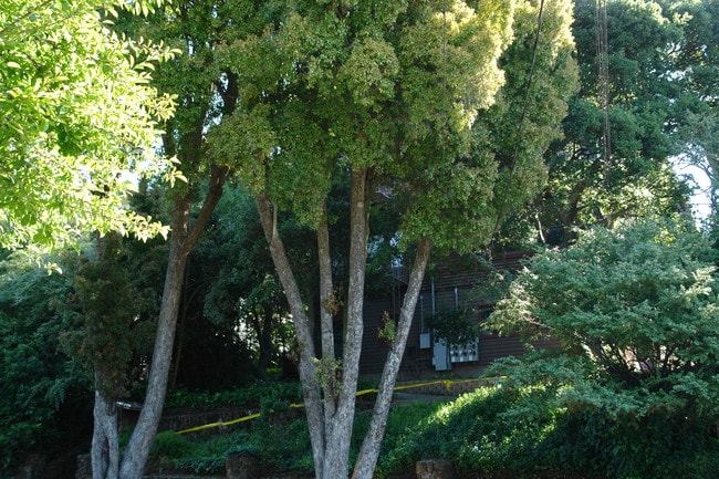 1321 Spruce St in Berkeley, CA - Foto de edificio - Building Photo